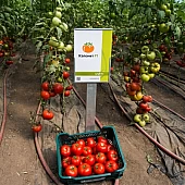 Томат Капонет F1  Syngenta