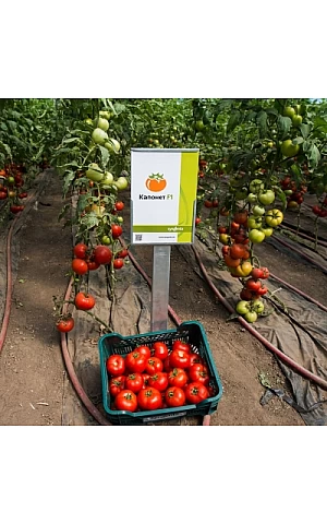 Томат Капонет F1  Syngenta