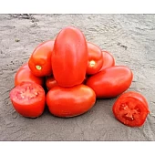 Томат Класік F1 (Classic F1)  Nunhems Zaden