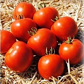 Томат Мамако F1  Syngenta