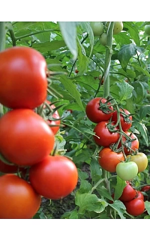 Томат Мамстон F1   Syngenta