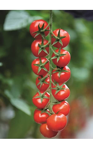 Томат Марголь  Yuksel Seeds