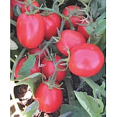 Томат Мицено F1  Syngenta