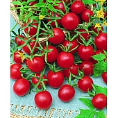 Томат МініБол F1  NongWoo Bio