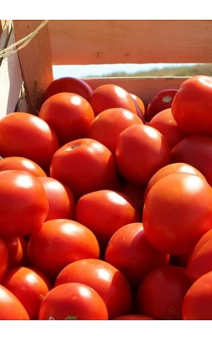 Томат Намиб F1   Syngenta 