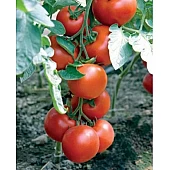 Томат Отранто  Nunhems Zaden