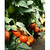 Томат Панекра F1   Syngenta