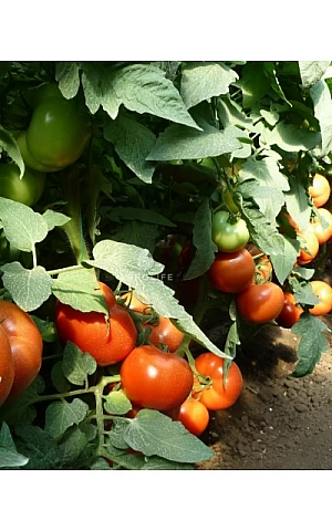 Томат Панекра F1   Syngenta