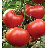 Томат Президент F1 II  Seminis