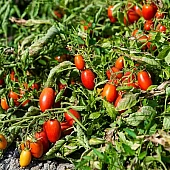 Томат Санмино F1  Syngenta