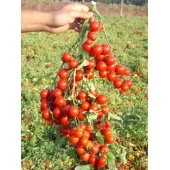Томат Стромболино F1  United Genetics