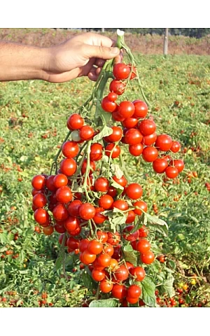 Томат Стромболино F1  United Genetics