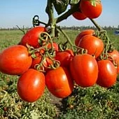 Томат Теноріо F1  Clause