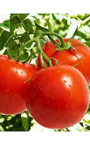 Томат Терра Котта F1 Syngenta 