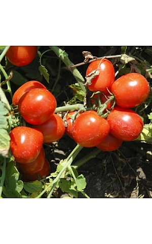 Томат Трипл Рэд F1  United Genetics
