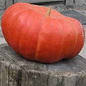 Гарбуз Руж Віф Де Тамп  Clause