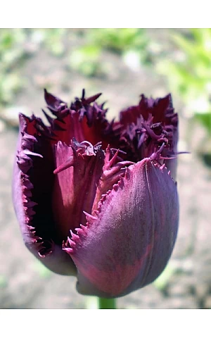 Тюльпан Бахромчастий Black Jawel
