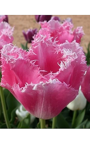 Тюльпан Бахромчастий Fancy Frills