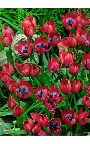 Тюльпан Ботанічний Linifolia