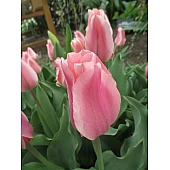 Тюльпан Гібрид Фостера Albert Heijn