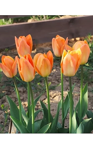 Тюльпан Гібрид Фостера Orange Breeze