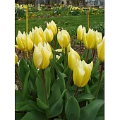 Тюльпан Гібрид Фостера Sweet Heart