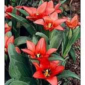 Тюльпан Грейга Orange Toronto