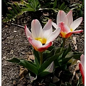 Тюльпан Кауфмана Hearts Delight