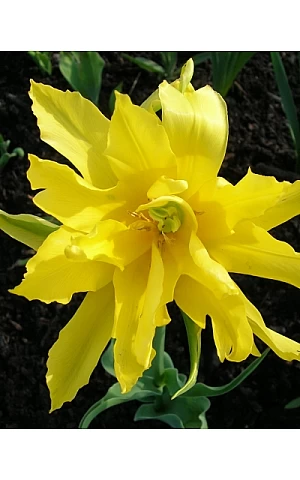 Тюльпан Ліліевідний Yellow Spider