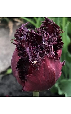Тюльпан Махровий Бахромчастий Black Jevel 