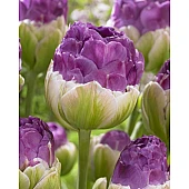 Тюльпан махровий Exquisit