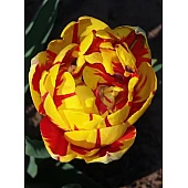 Тюльпан Махровый Golden Nizza
