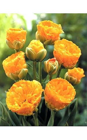 Тюльпан Махровий Багатоквітковий Double Beauty of Apeldoorn