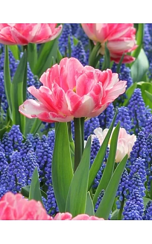 Тюльпан Махровий Багатоквітковий Peach Blossom