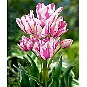 Тюльпан Багатоквітковий Frisby