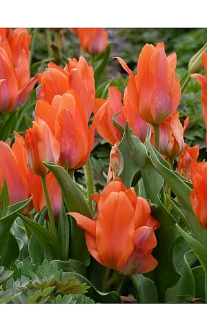 Тюльпан Багатоквітковий Orange Bouquet