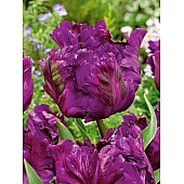 Тюльпан попугайні Negrita Parrot