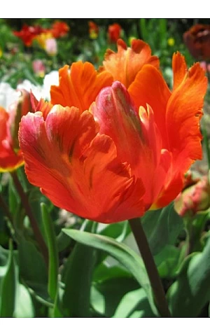 Тюльпан Попугайный Orange Favourite