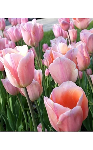 Тюльпан Триумф Apricot Beauty