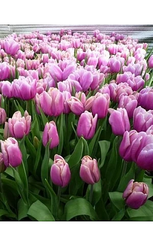 Тюльпан Тріумф Holland Beauty
