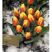 Тюльпан Триумф Ice Lolly 