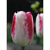 Тюльпан Триумф Mata Hari