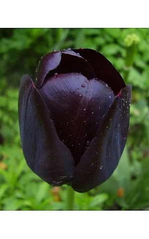 Тюльпан Тріумф Queen of Night