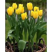 Тюльпан Тріумф Strong Gold