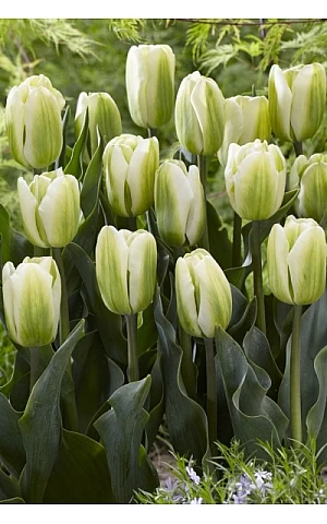 Тюльпан Вірідіфлора Spring Green