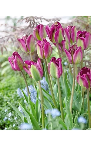 Тюльпан Вірідіфлора Violet Bird