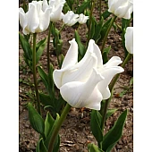 Тюльпан Хвилястий White Liberstar