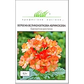 Вербена Крупноцветковая Абрикосовая