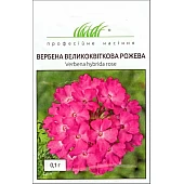 Вербена розовая 