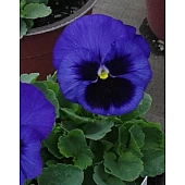 Віола віттрока Colossus F1 Deep Blue with Blotch